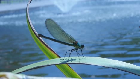 Dragonfly-taking-off-a-plant-with-a-fountain-in-background.-Sunny-day